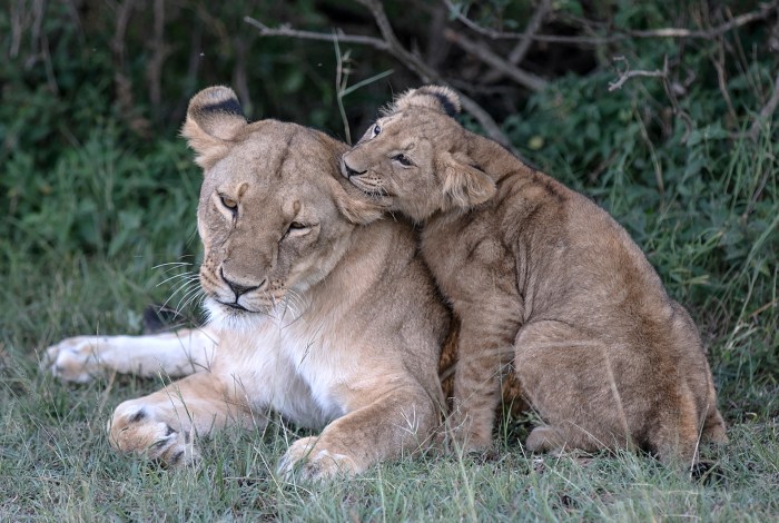 Lioness and cub chewing ear